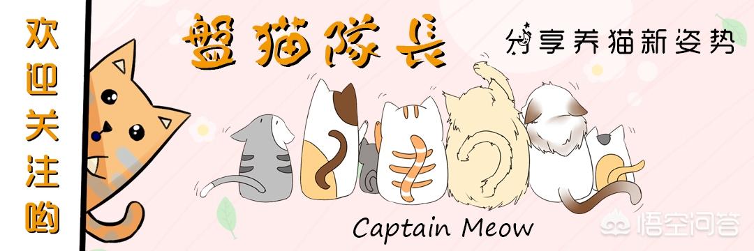 幼猫猫粮什么价:3个月大的英短幼猫吃什么猫粮好呢？