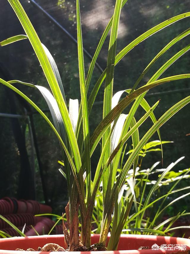 兰花鼠尾草习性:兰花32℃下还能叶面施肥吗？