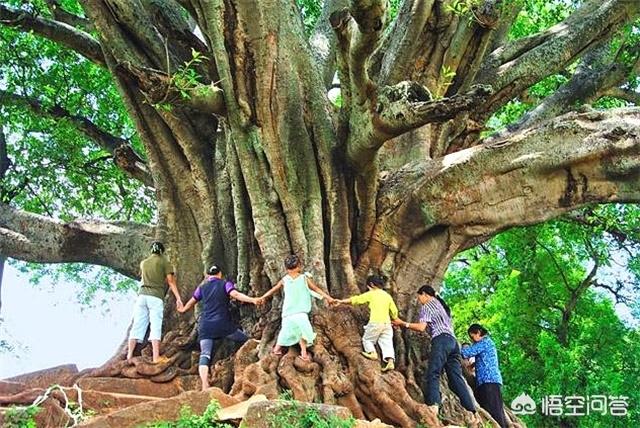 树木有寿命吗 为什么有些树木的树龄超过了1000岁 头条问答