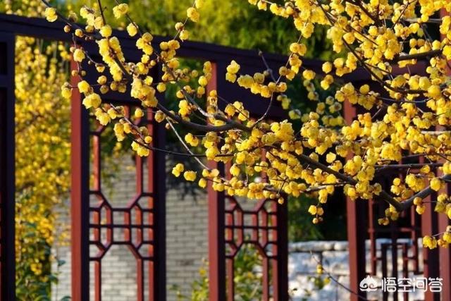 上海红美丽:为什么上海漂亮的女生这么多？