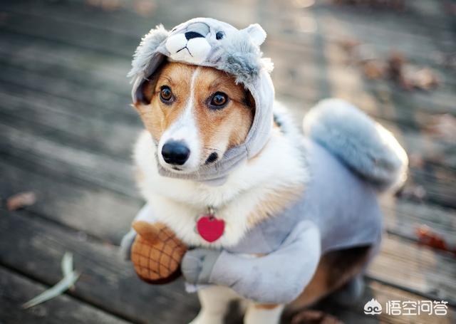 警察与防暴犬图片:遇到警犬，摸一下会有什么后果？