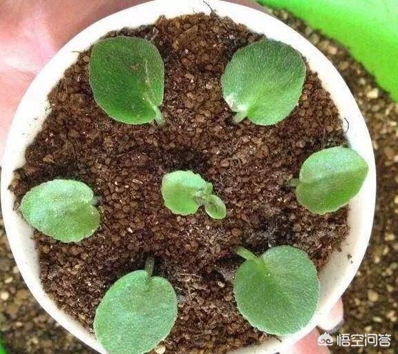 长寿花的繁殖方法:长寿花的繁殖方法视频 长寿花叶插，只长根，什么时候长叶？
