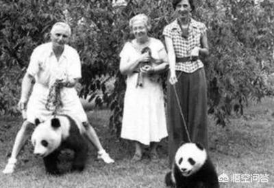 熊猫在抗日时期是什么处境？