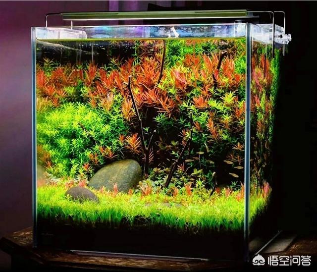 教你养观赏鱼的过滤方法:新手养观赏鱼需要注意什么？ 养观赏鱼过滤制作