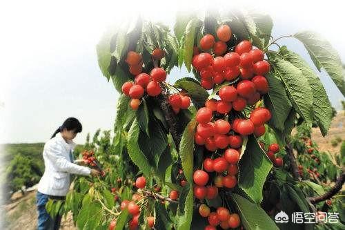 自家种植大樱桃,怎样才能卖出去？
