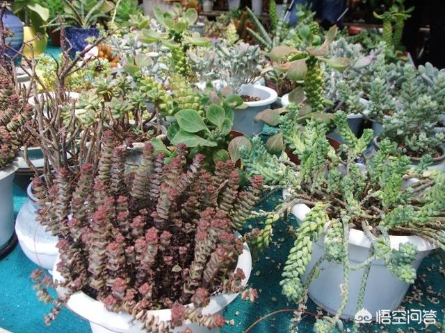 头条问答 请问想在三亚买绿植去哪里买 2个回答