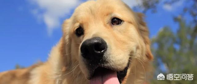 西安大丹犬舍:想养一只柴犬，养柴犬费钱吗？