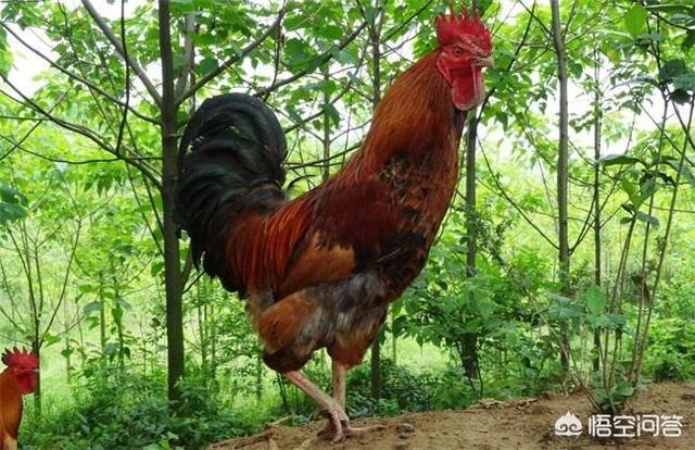红腹锦鸡养殖前景愁卖:现在土鸡价格多少钱一斤？养500只大约能赚多少钱？