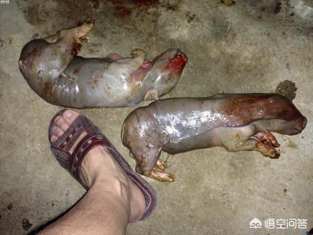 要是死胎有什么症状:胎死腹中孕妇有什么症状 母猪下的死小猪还发黑是什么病？