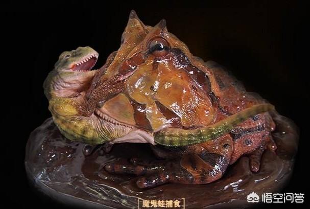 原色霸王角蛙价格:原色霸王角蛙多少钱 生活在7000万年前的魔鬼蛙，真的能猎杀恐龙吗？