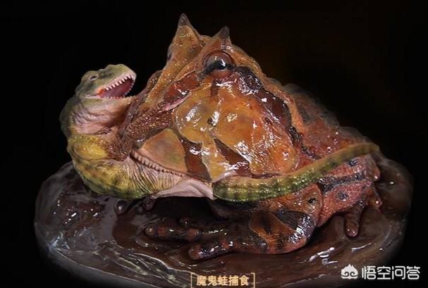 生活在7000万年前的魔鬼蛙，真的能猎杀恐龙吗？
