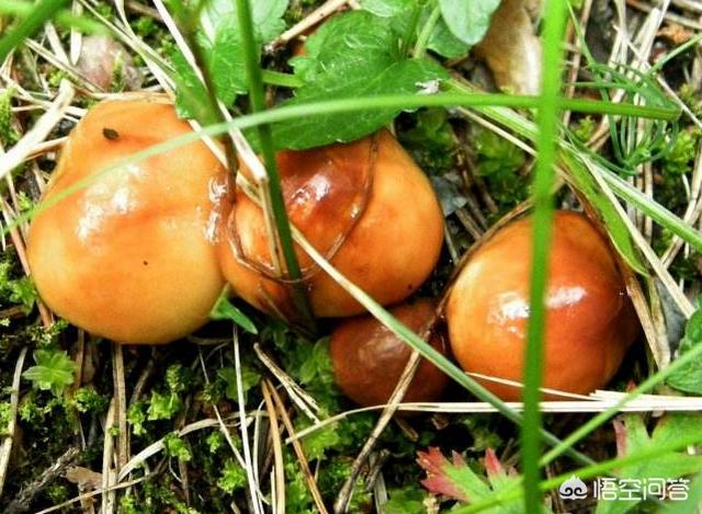 下过雨农村山里的松树下会有很特别的黄色大蘑菇这是什么菇你吃过吗