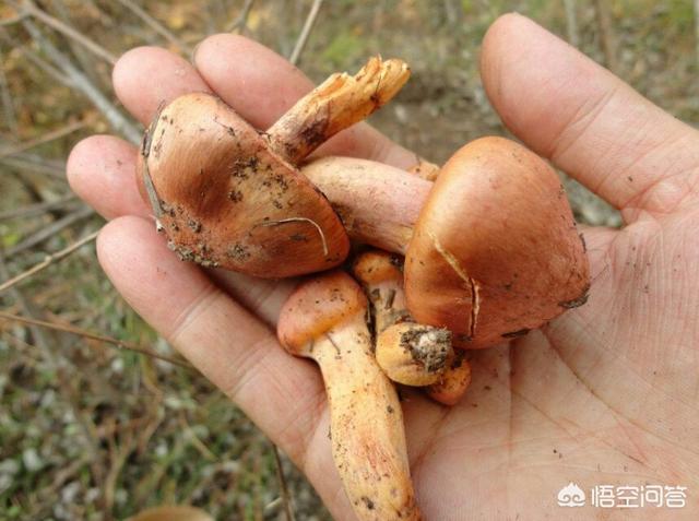 下过雨,农村山里的松树下会有很特别的黄色大蘑菇,这是什么菇?