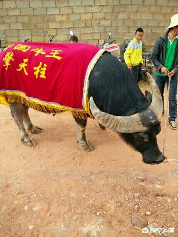 白肢野牛一般生活在什么地方，非洲水牛VS白肢野牛谁厉害呢