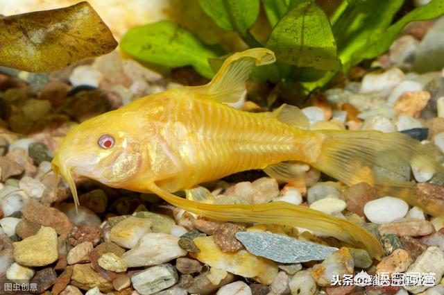 清道夫鱼能吃吗知乎:用清道夫粉碎做饲料喂鸡、鸭、鹅、鱼，大家觉得怎么样？