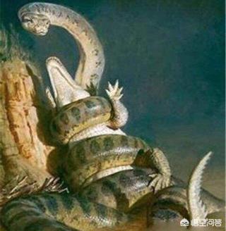 苏里南红尾蚺爬行天下:森蚺和巨鳄谁才是现在最强捕食者？