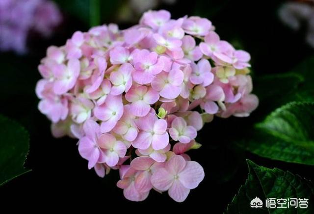 八仙花图片:新买回来的绣球苗需要打顶修剪吗？