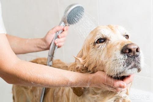 斗牛犬躲冰箱避暑视频:狗狗中暑时，如何正确降温？ 斗牛犬躲冰箱避暑图