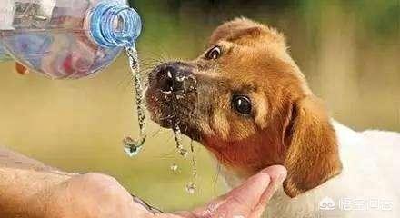斗牛犬躲冰箱避暑视频:狗狗中暑时，如何正确降温？ 斗牛犬躲冰箱避暑图