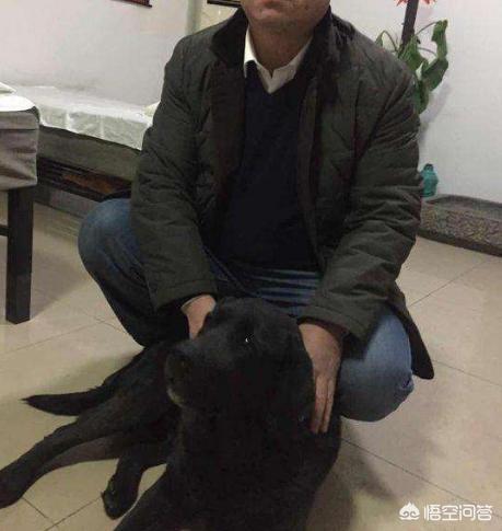 尖嘴黑拉不拉多犬图片:黑色的拉布拉多，比起其他颜色有什么优势呢？