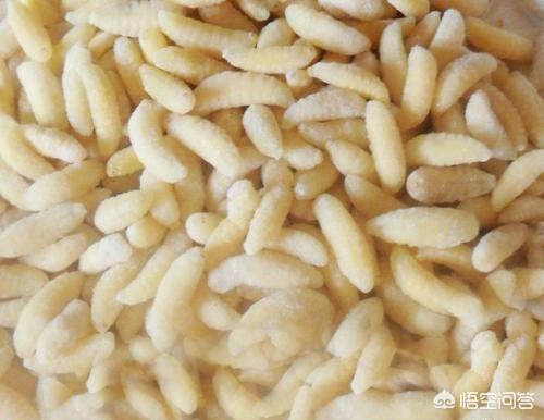 蜂猴药用价值是什么:蜂猴的毒素在哪里 农村许多人找马蜂蛹吃，真的是美味吗？