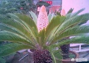 见到铁树开花好不好:梦见铁树开花好不好 铁树开花有什么寓意？你亲眼见过吗？