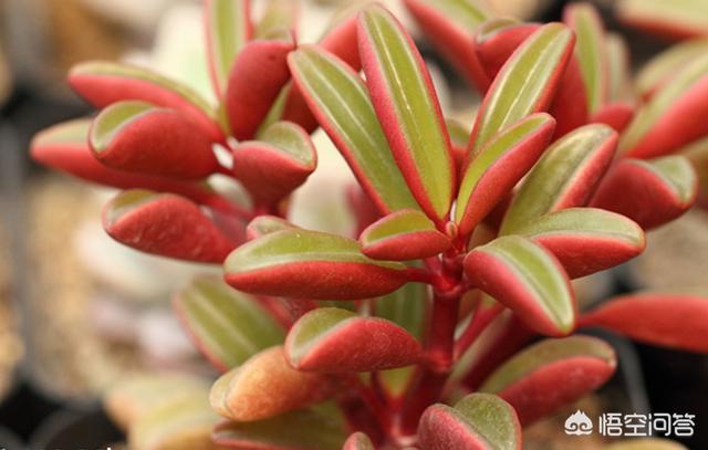 头条问答 - 红背椒草夏天好养吗?(5个回答)