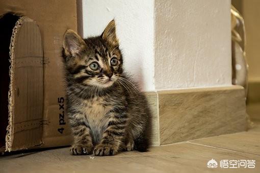 三毛猫截图:三毛猫福尔摩斯 幼猫拉肚子但不呕吐，精神状况良好是什么原因引起的？怎么解决？