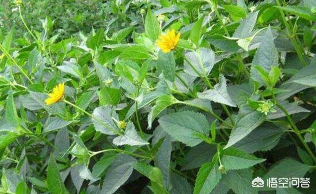 向日葵花(向日葵和洋姜很像,怎么区分呢?) - 网络杂谈 - 资源蟹