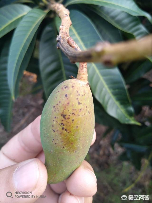 头条问答 - 怎样用药,才能根除芒果角斑病?(10个回答)