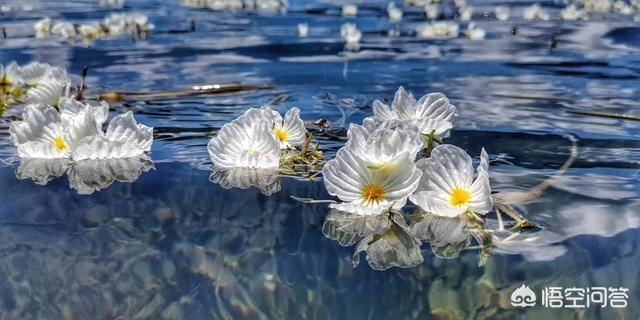 泸沽湖的“水性杨花”到底是什么花？