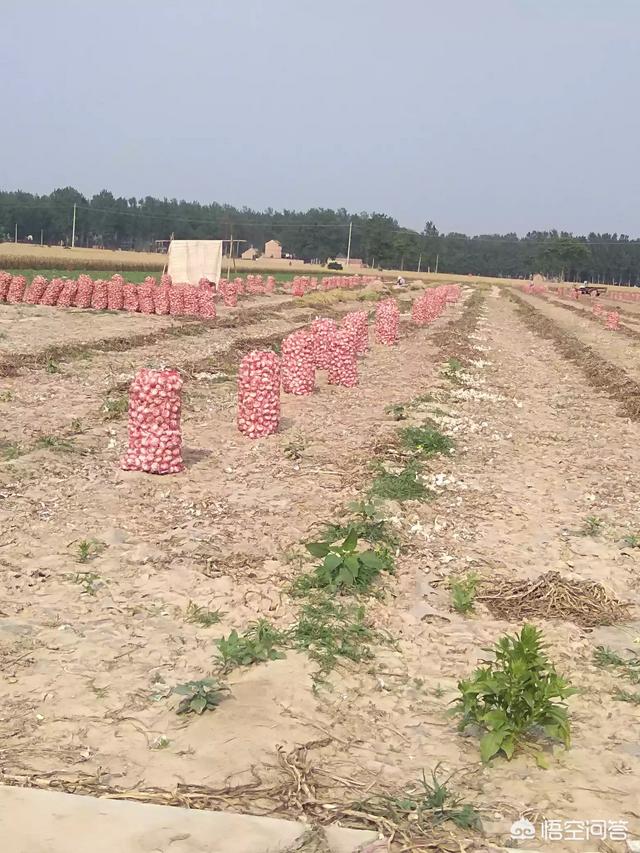 在农村种什么作物,亩产利润5000左右就可以？