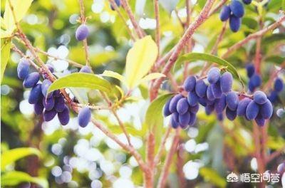 桂花树种子播种视频:刚采摘的桂花籽能在当年播种吗？