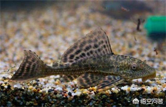 笋壳鱼是入侵物种吗，物种入侵问题严重，怎样才能良好解决