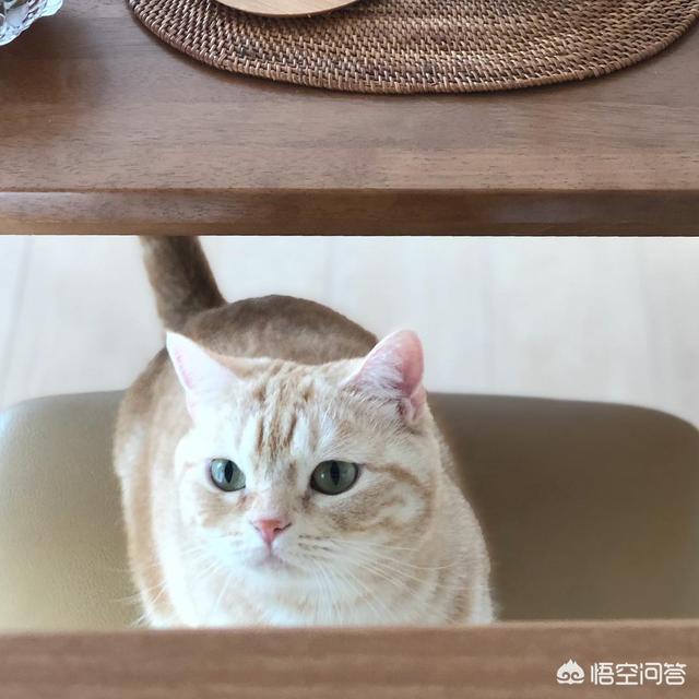 琴仙的小宠物饲养日记:辅导孩子作业时，哪件事（作文、数学应用题等）让你感觉最吃力？
