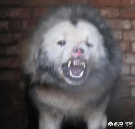 鬼脸藏獒还有几只:鬼脸獒王是怎么来的？为什么？
