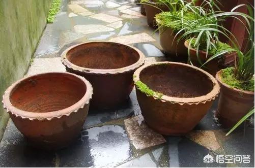 种植兰花用浅盆好还是深盆好 易花得木的回答 头条问答