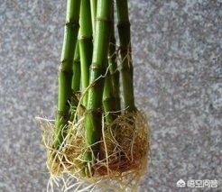 富贵竹图片大全:富贵竹图片大全壁纸 富贵竹长出根了也可以一直插在水里吗？