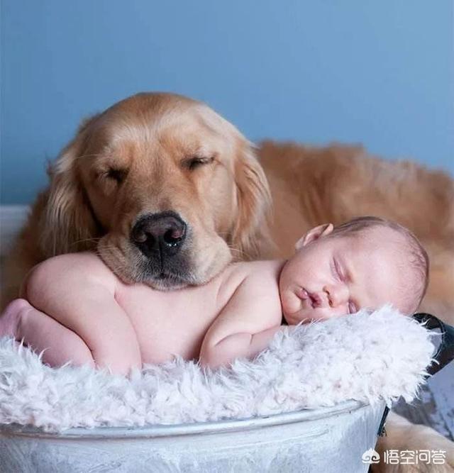 一岁博美犬怎么养方法:博美、金毛、拉布拉多哪个适合有一岁宝宝的家庭做养陪伴犬？