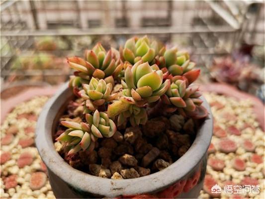 多肉植物生介壳虫了 怎么办 阿茂吃的回答 头条问答