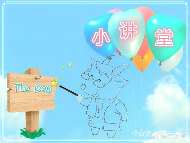 贵宾狗狗断尾断多少:泰迪多大的时候断尾？怎么断尾？ 狗狗断尾怎么断