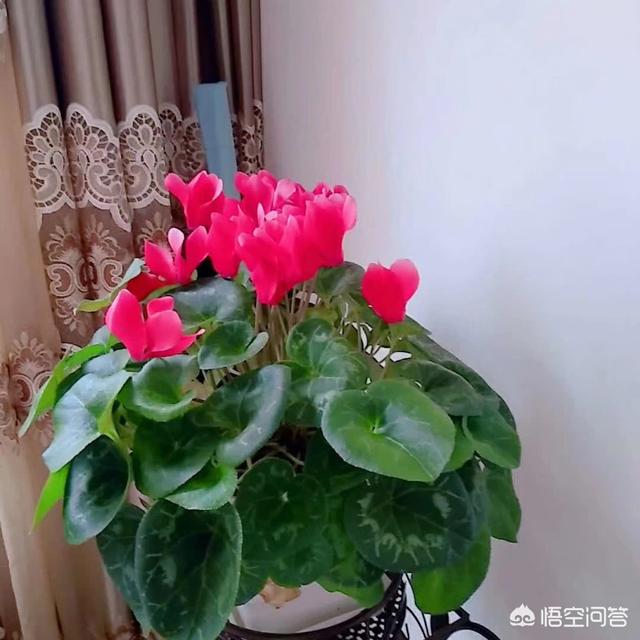 介壳虫 洗衣粉:每年防治蚧壳虫的最佳时间是什么？