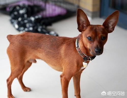 小国美狗为什么不吃东西:小鹿犬一天不吃不喝是什么病？