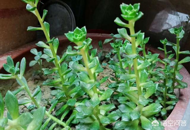 多肉 八千代:我爸给我把多肉浇成菜了怎么办？