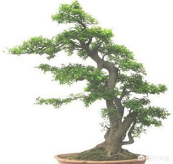 朴树近况:现在种植朴树，前景怎么样呢？