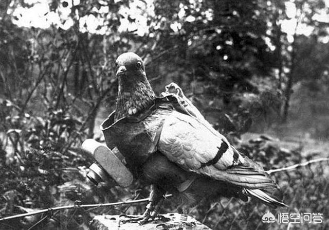 古代都是用信鸽送信，信鸽怎么知道送信的确切位置呢？插图36