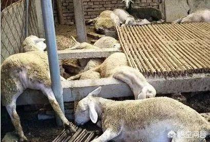 羊能吃动物性饲料么:喂羊有哪些含钙和磷较高的食物？