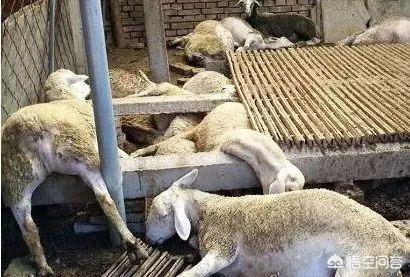 羊能吃动物性饲料么:羊可以全部吃饲料吗 出生半个月的羔羊能吃育肥饲料吗？