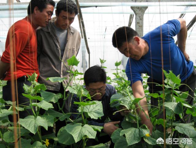 绝育黄瓜安全事情:有哪些虫吃黄瓜的皮，该怎么防治？