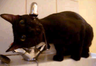 猫会用饮水器吗?:猫咪也会中暑吗？夏天怎样护理猫咪呢？